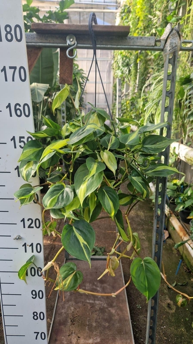<h4>Philodendron scand. 'Brasil'</h4>