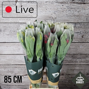 ALSTRO MIX IN FUST 70GR