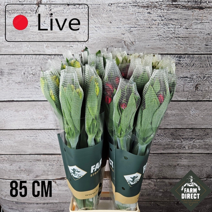 <h4>ALSTRO PROMO MIX IN FUST 70GR</h4>