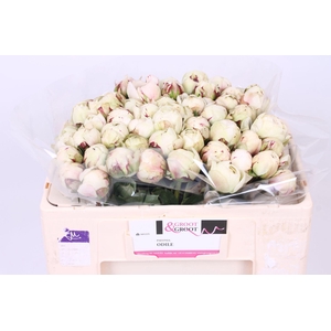 Paeonia Odile | Heavy Quality