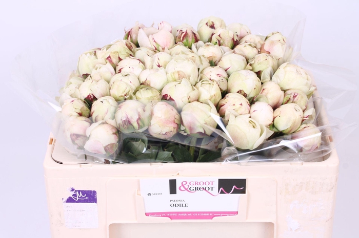 <h4>Paeonia Odile | Heavy Quality</h4>