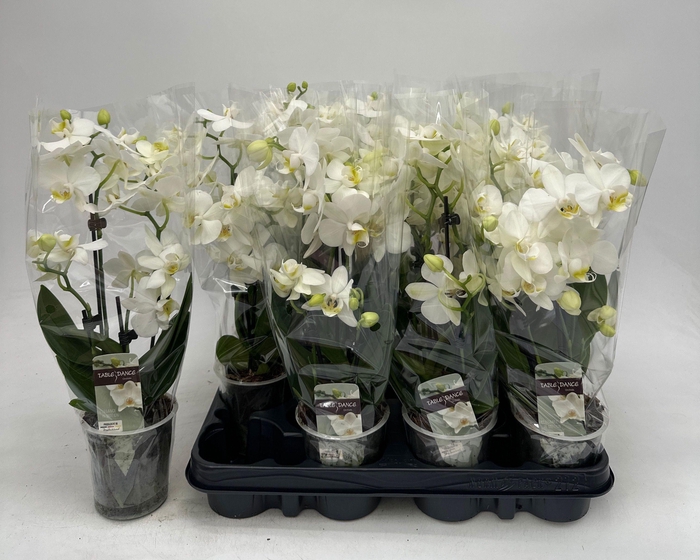 <h4>PHAL OV WIT</h4>