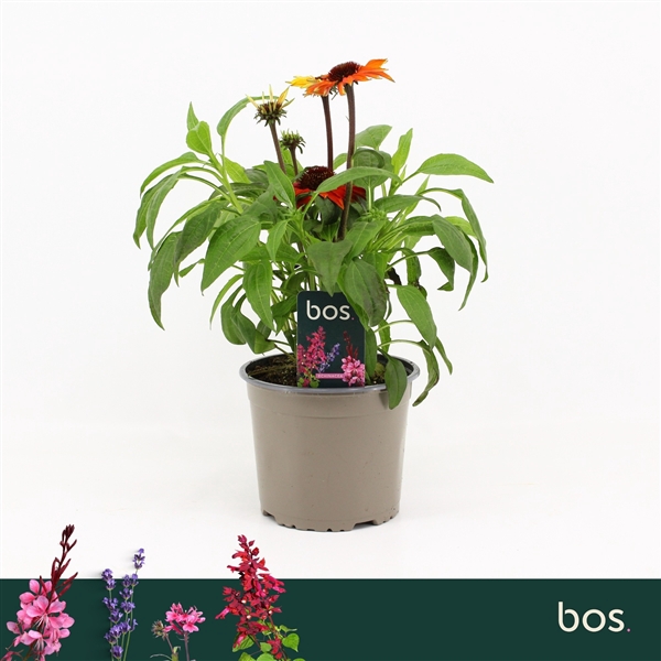 <h4>Echinacea Sombrero, Salsa Red</h4>