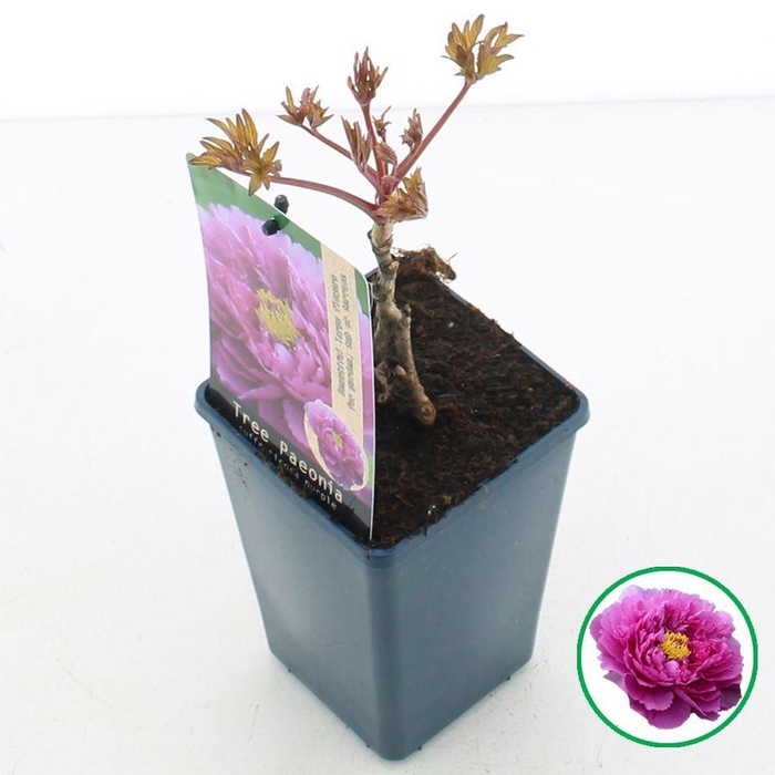 <h4>Paeonia suffruticosa Paars C1.5 (15cm.)</h4>