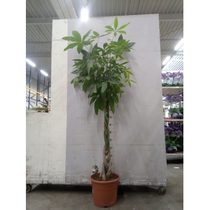 Pachira aquatica