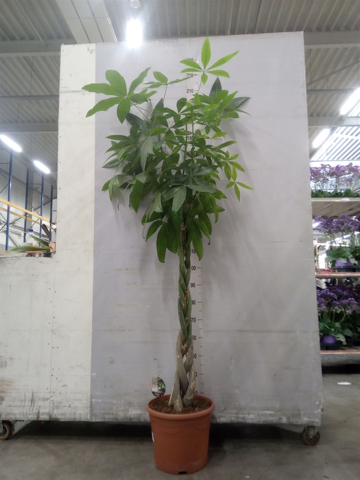 <h4>Pachira aquatica</h4>