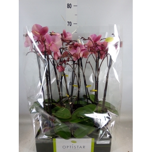 Phalaenopsis   ...rose