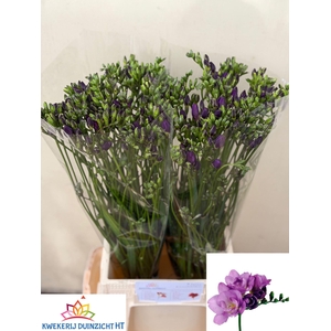 Freesia du Blue Bayou