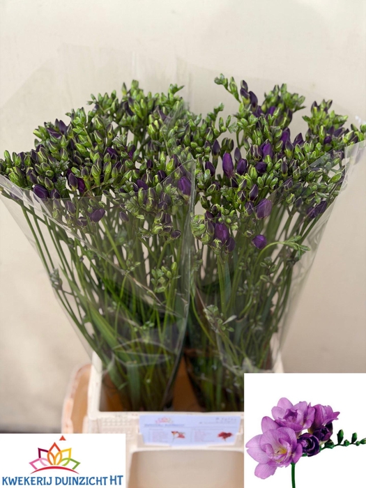 <h4>Freesia du Blue Bayou</h4>