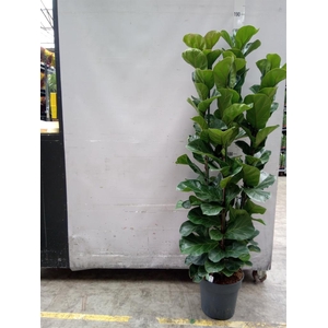 Ficus lyrata 'Bambino'