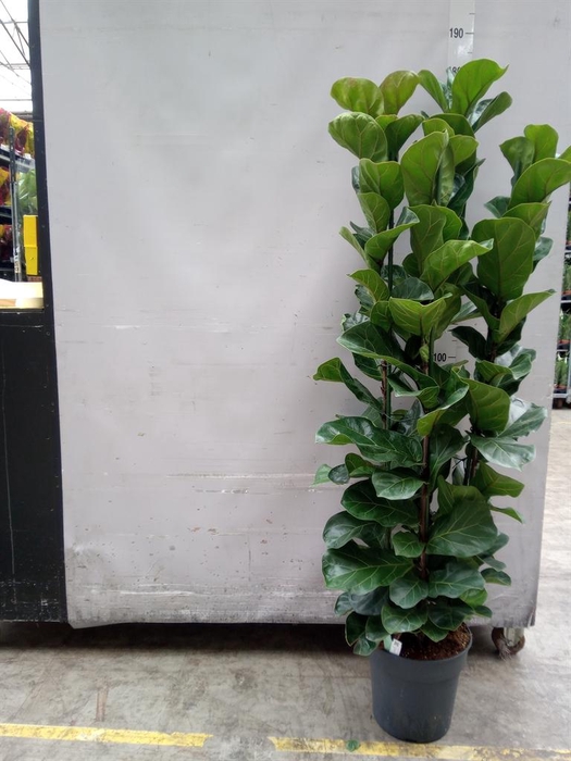 <h4>Ficus lyrata 'Bambino'</h4>