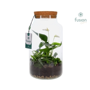 Green Bottle Pot Large Anthurium arrangement