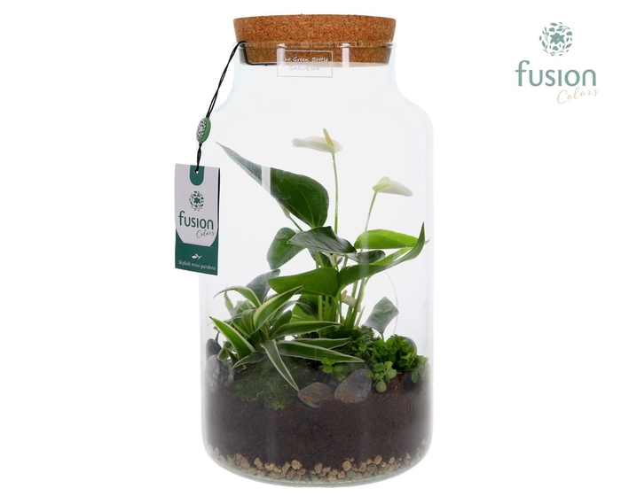 <h4>Green Bottle Pot Large Anthurium arrangement</h4>