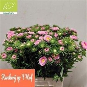 CALLLISTEPHUS PINK BUNCH
