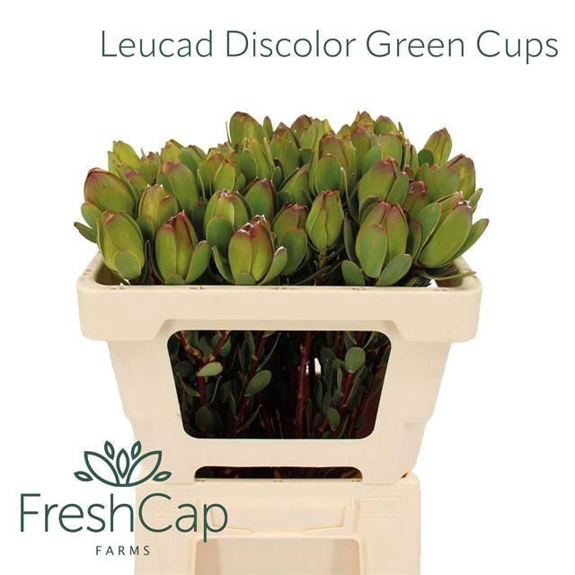 <h4>LEUCAD DISCOLOR</h4>