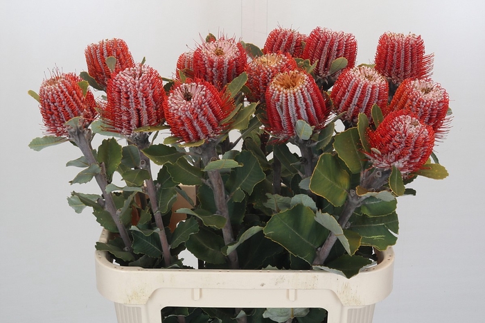 <h4>Banksia Coccinea</h4>