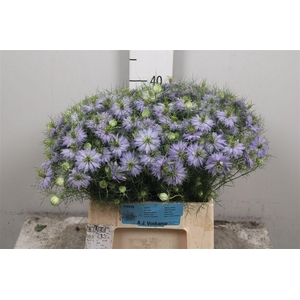 Nige D Clou Lavender