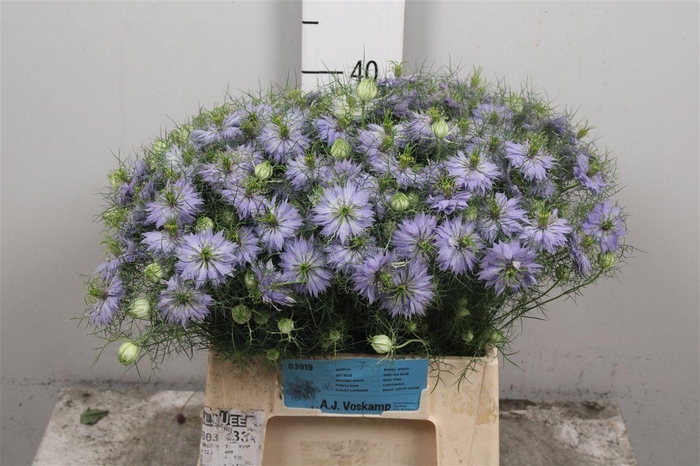 <h4>Nige D Clou Lavender</h4>