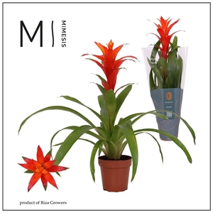 Mimesis Guzmania Suerte Orange -12 cm
