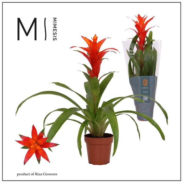 <h4>Mimesis Guzmania Suerte Orange -12 cm</h4>