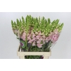 Antirrhinum Potomac Early Pink