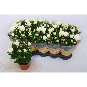 Chrysanthemum Indicum Berlise 12Ø 28cm 3pp