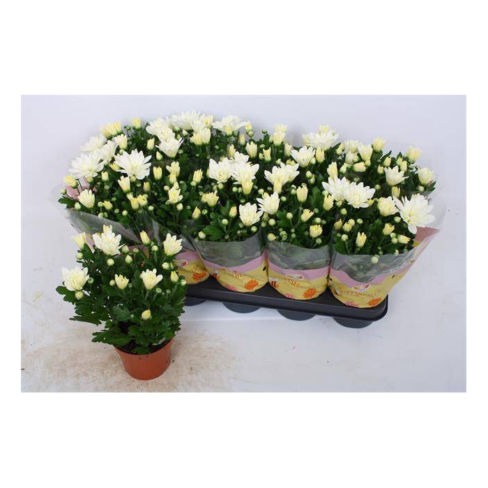 <h4>Chrysanthemum Indicum Berlise 12Ø 28cm 3pp</h4>