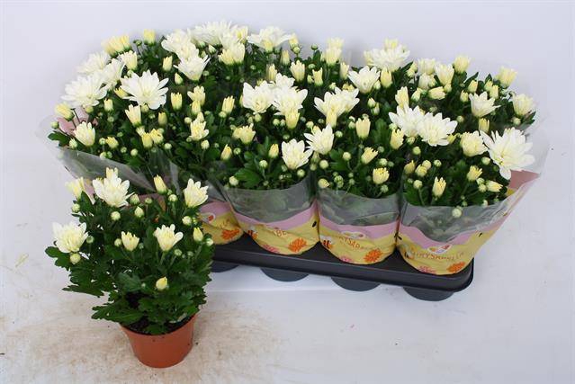 Chrysanthemum Indicum Berlise 12Ø 28cm 3pp