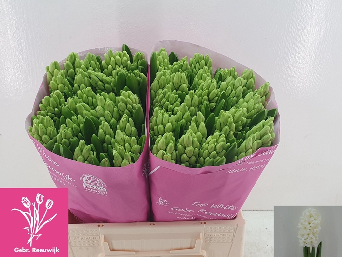 <h4>HYAC TOP WHITE</h4>