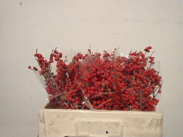 <h4>ILEX VE RODE BES</h4>