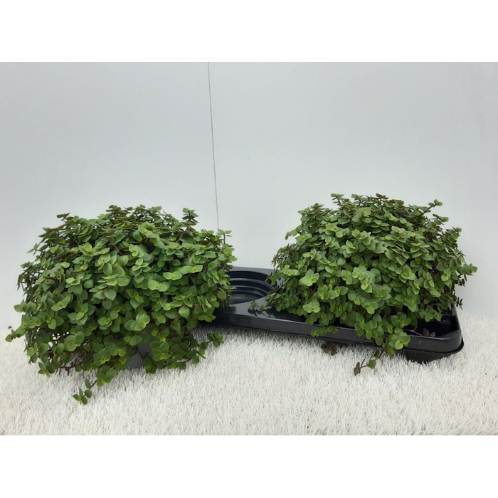 <h4>CALLISIA REPENS</h4>
