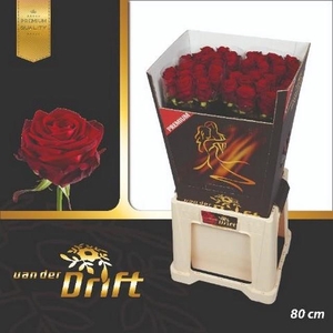 Rosa large red naomi! Premium Drift