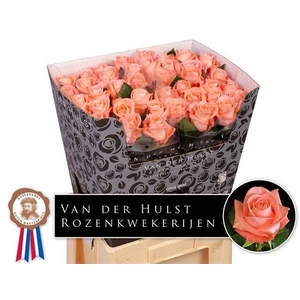 ROSA GR 'LIESBETH'