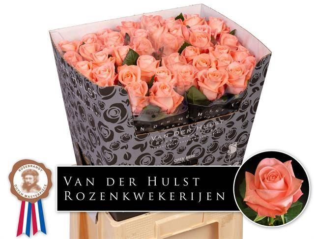 <h4>ROSA GR 'LIESBETH'</h4>