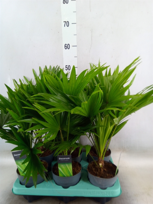 <h4>Livistona rotundifolia</h4>