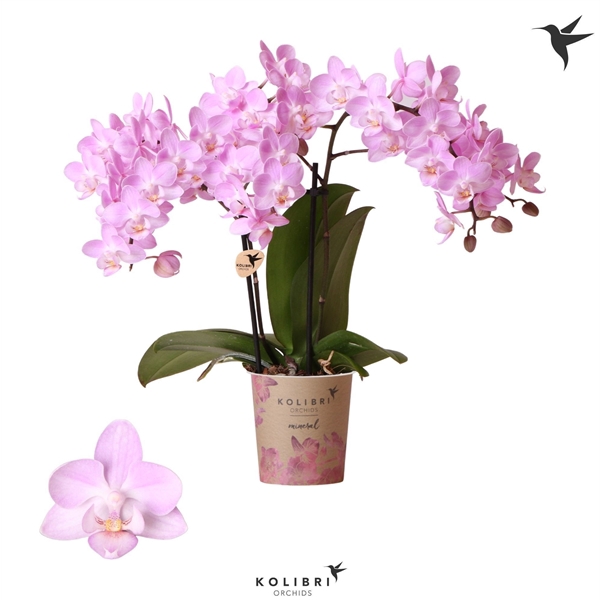<h4>Kolibri Phal 2-tak Chili</h4>