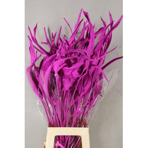 DF Strelitzia Leaf Erica