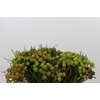 Kaaps Groen Baubles