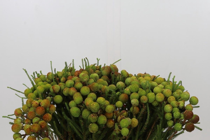 Kaaps Groen Baubles
