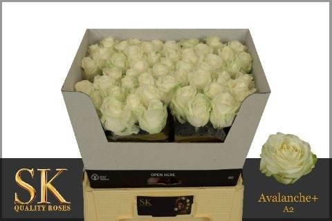 <h4>R GR AVALANCHE+ A2</h4>