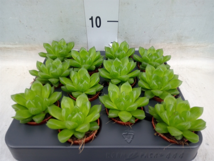 <h4>Haworthia cooperi</h4>