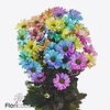 Chrys sp paint chic rainbow