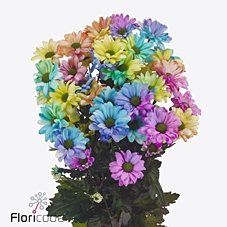 Chrys sp paint chic rainbow