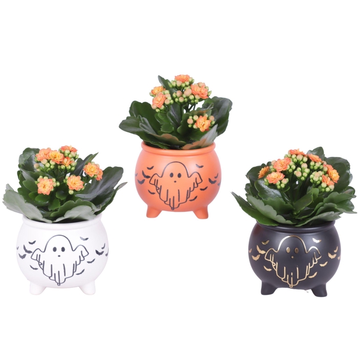 <h4>Halloween Arr. Indoor Ceramic Pot Witches Cauldron Ø09cm 1PP</h4>