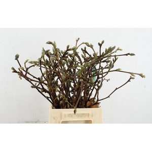 MAGNOLIA SUPERBA 050CM