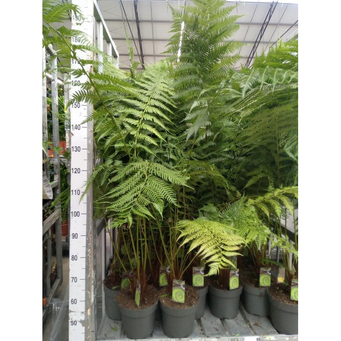 <h4>Dicksonia antarctica</h4>