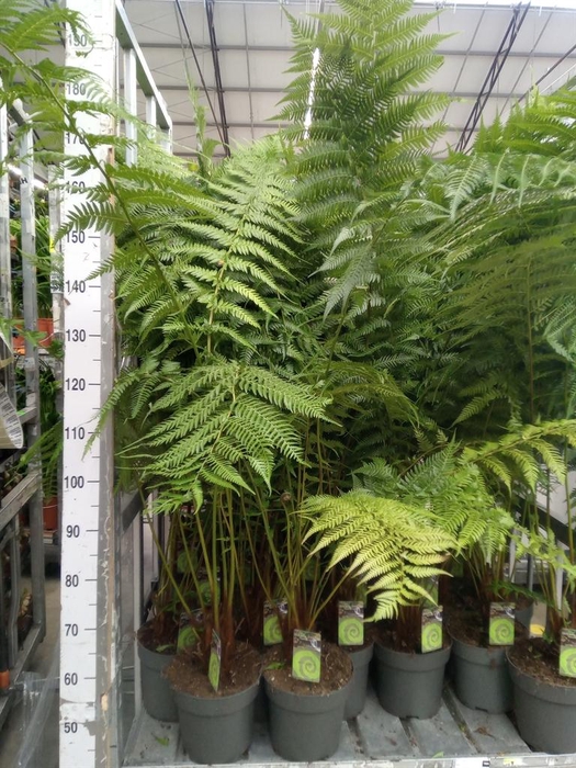 Dicksonia antarctica