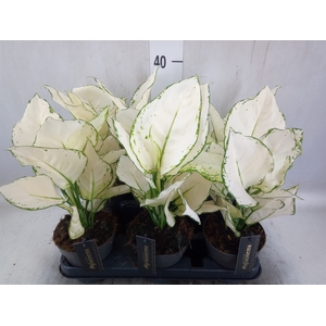 Aglaonema  'White Joy'