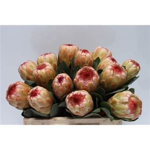 Protea Grandicolor