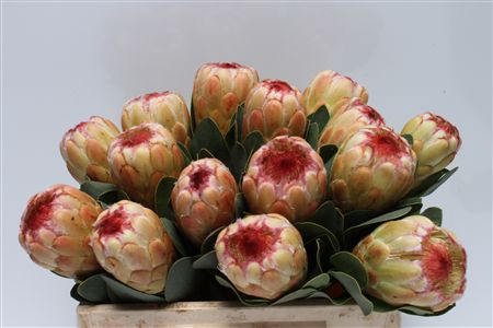 <h4>Protea Grandicolor</h4>